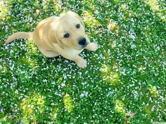 Spring Animal Desktop HD Wallpaper Site