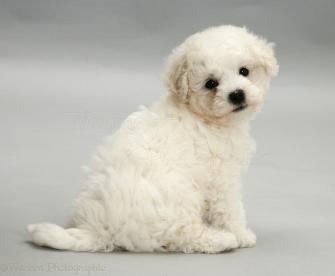Dog Cute Bichon Frise Puppy On Grey Background Photo Wp11718