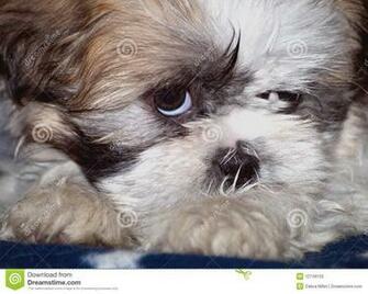 Of Newborn Shih Tzu Puppies Wallpaper Baby HD