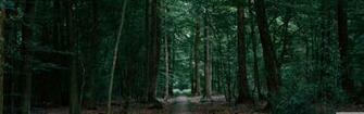 Walking In The Woods 4k HD Desktop Wallpaper For Wide Ultra