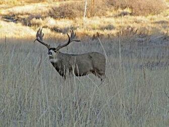 Monster Muleys