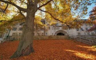 Indiana University Wallpaper