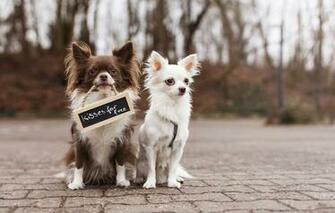 Wallpaper Chihuahua Dog Two Friends Sign Street