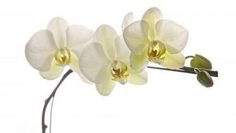 White Florida Orchids 4k Wallpaper