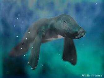 Wallpaper Manatee