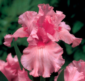 Top Iris Flower Wallpaper Full HD 4k To Use