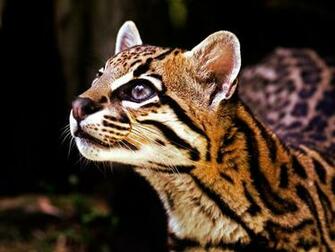 Ocelot Background Wallpaper