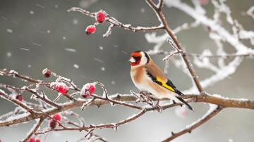 Bird Snow Animal 4k Phone iPhone Wallpaper 4410b
