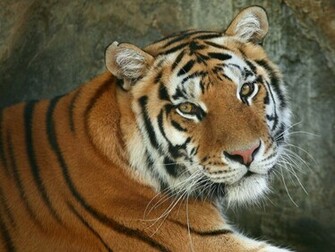 Rate Select Rating Give Beautiful Animal