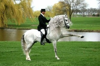 Top Dressage Wallpaper