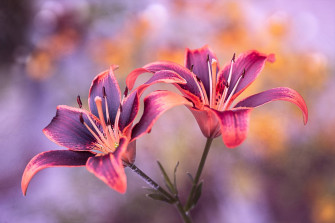Pink Flower Macro Nature Lily HD Wallpaper