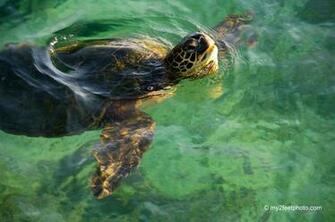 Wallpaper Sea Turtles Desktop Hawaiian Green Quoteko