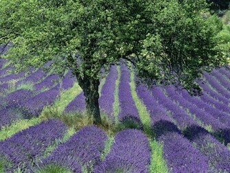 Hq Lavender Field Provence France Wallpaper