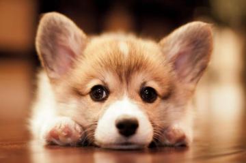 Baby Corgi Wallpaper Top Background