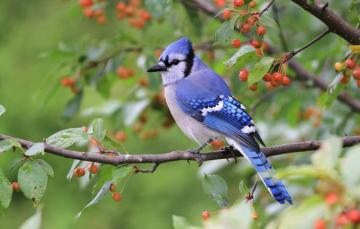 Wallpaper Branches Green Berries Background Bird Fruit Blue