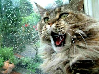 Maine Coon Cat Wallpaper