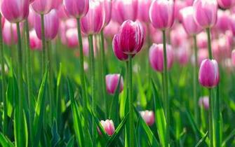 Wallpapere Lalele Flori Wallpaper