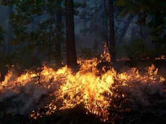 Wildland Fire Wallpaper