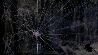 Spider Web Background