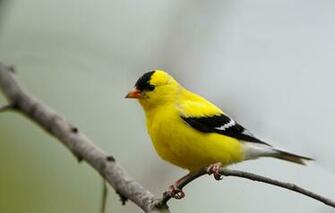 Spring Birds Wallpaper For Mobile Soggy