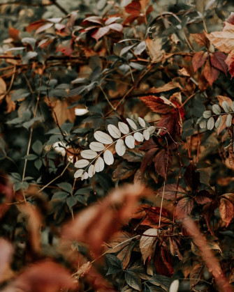 Picture Fall Wallpaper