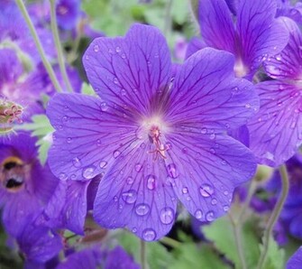 Flowers For Flower Lovers Beautiful HD Wallpaper