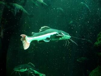 Flathead Catfish Wallpaper