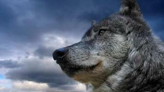 HD Wolf Live Wallpaper
