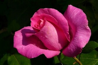 Shocking Pink Rose Wallpaper