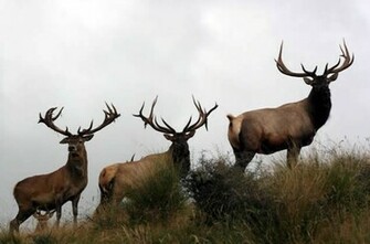 Bloodhound Elk Deer Info Pics