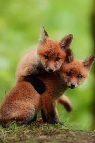 Cute Fox Babies Wallpaper iPhone 3d