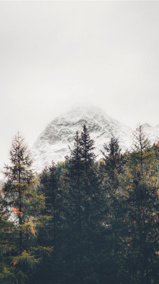 Best Tree iPhone HD Wallpaper