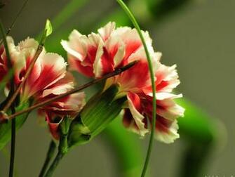 Peony Photo Wallpaper Plant Desktop Background