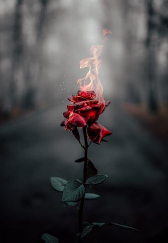 Rose Wallpaper HD Hq