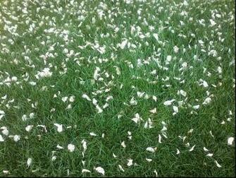 Green Color Wallpaper Grass