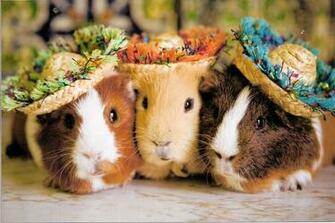 Adorable Stylish Guinea Pigs