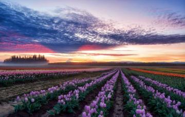 Wallpaper Oregon Woodburn Wooden Shoe Tulip Farm Image For