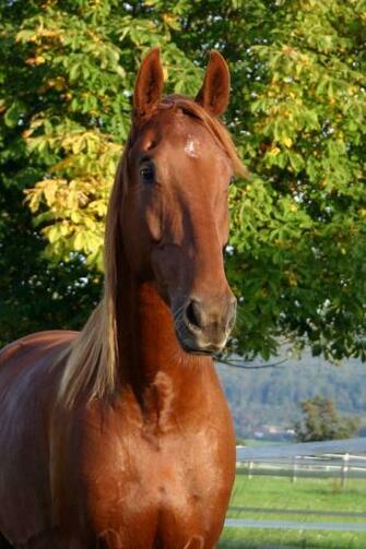 American Saddlebred Stock By Luda