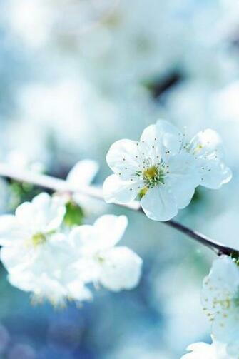 Spring White Flowers iPhone Wallpaper Ipod
