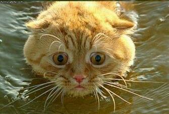 Funny Big Cats High Resolution Wallpaper