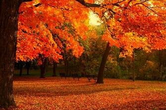 Landscapes Flower Background Campaign Leaf Season Cool