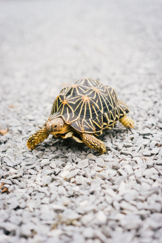 Turtle Pictures Image