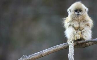 Cute Monkey Background Image