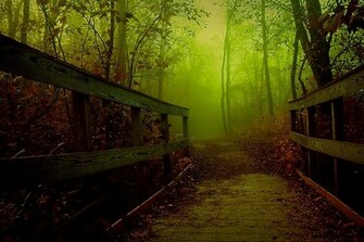 Misty Forest Wallpaper