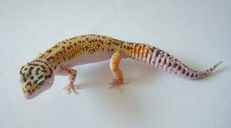 Leopard Lizard HD Wallpaper Image Background