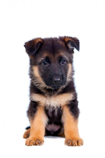 German Shepherd Puppy Isolated On White Background Germanshepherd