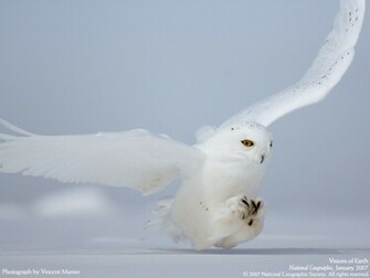 Image Snowy Owl Hunting Wallpaper 3ynw1 Jpg Lego Message Boards
