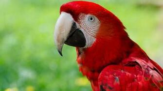 Parakeet Bird Wallpaper Collection Of