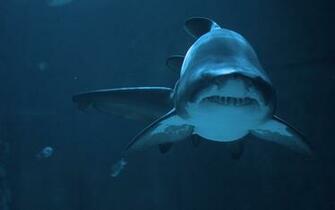 White And Black Fish Decor Shark Animals HD Wallpaper