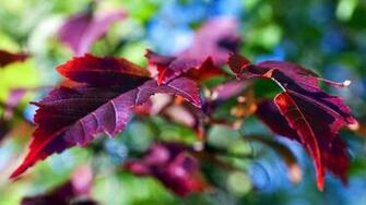 The Colors Of Autumn